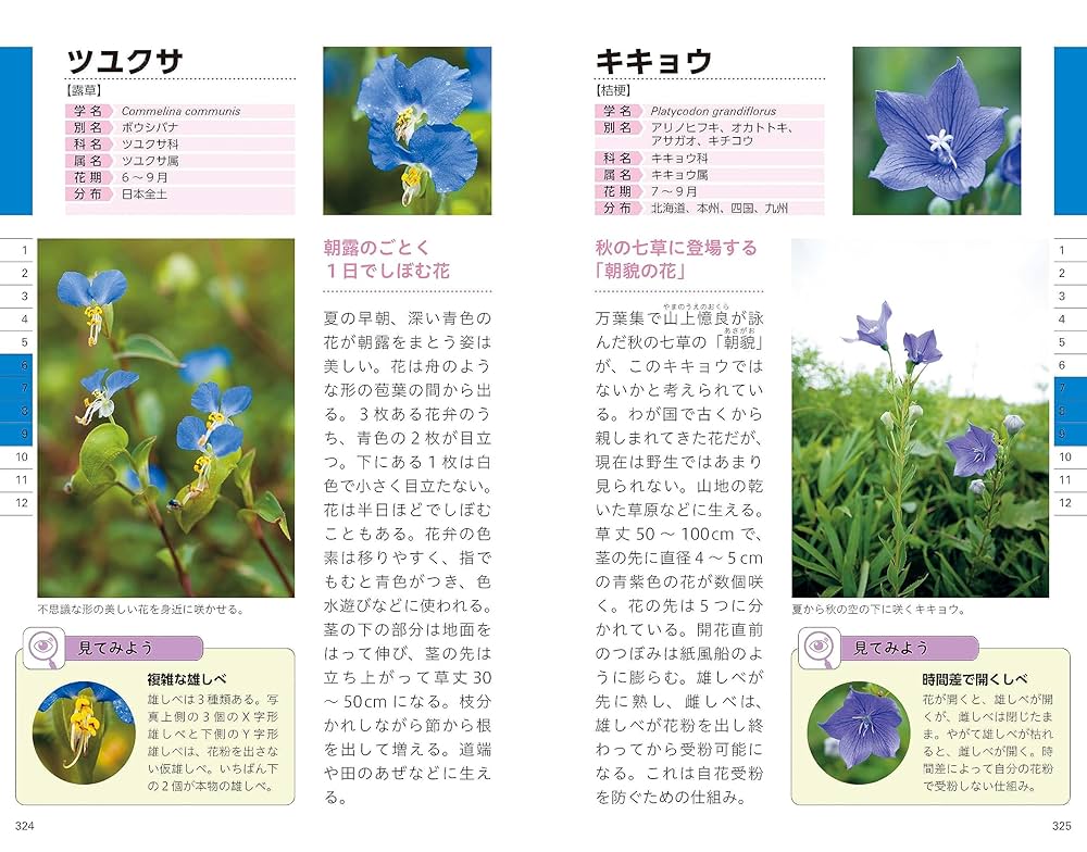 花図鑑 野草 野草の花図鑑 夏: 最新花色検索システム版 (SCHOLAR FIELD BOOKS